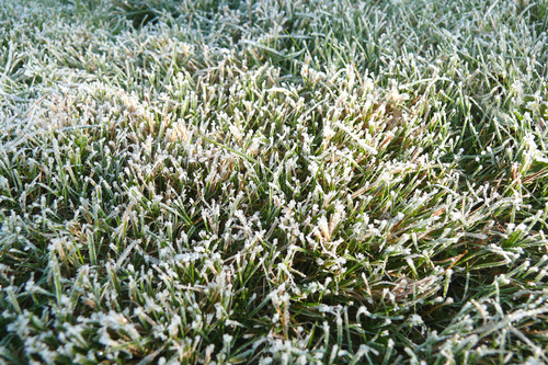 Gefrorenes Gras Eisheilige